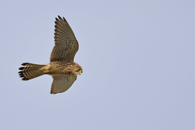 Common Kestrel (Falco tinnunculus) 