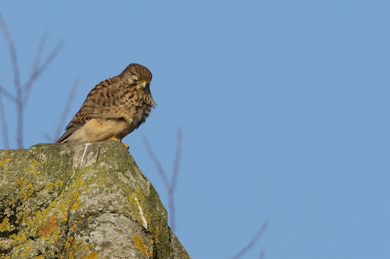 Common Kestrel (Falco tinnunculus) 