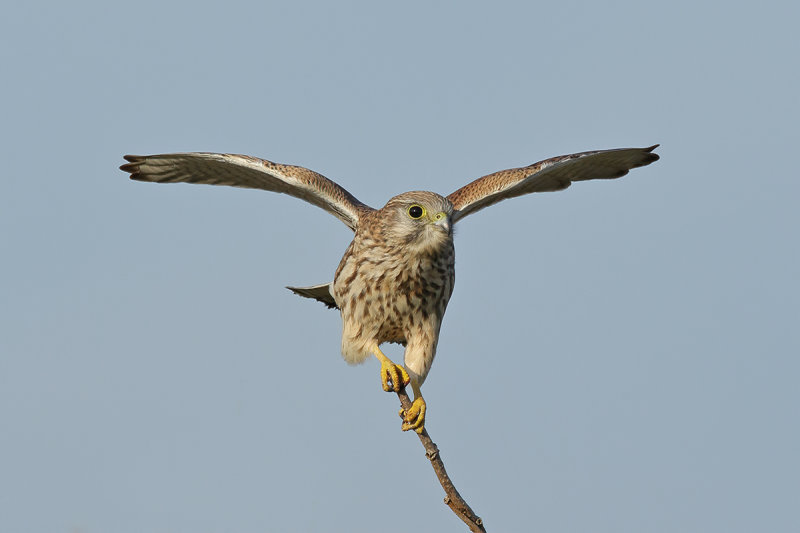Common Kestrel (Falco tinnunculus) 