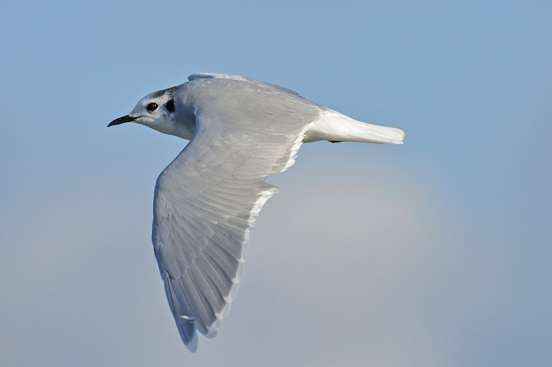 Little Gull (Hydrocoloeus minutus)