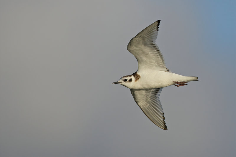 Little Gull (Hydrocoloeus minutus)