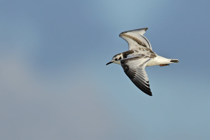 Little Gull (Hydrocoloeus minutus)