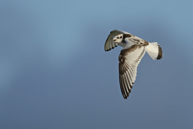 Little Gull (Hydrocoloeus minutus)