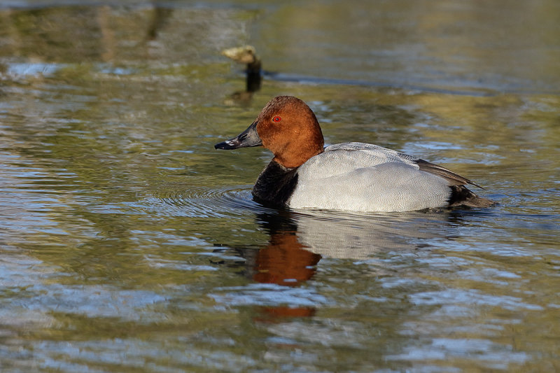 Common Pochard (Aythya ferina) 