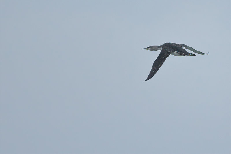 Red-throated diver or Red-throated loon (Gavia stellata) 