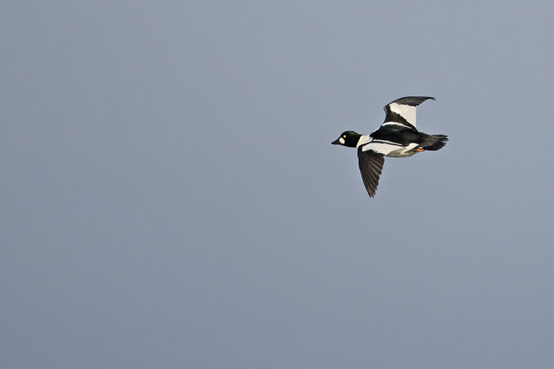 Common Goldeneye (Bucephala clangula)