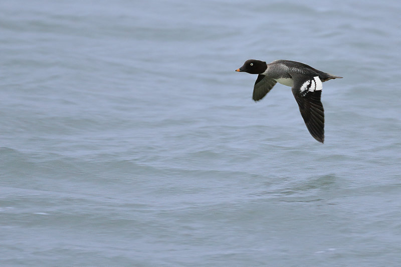 Common Goldeneye (Bucephala clangula)