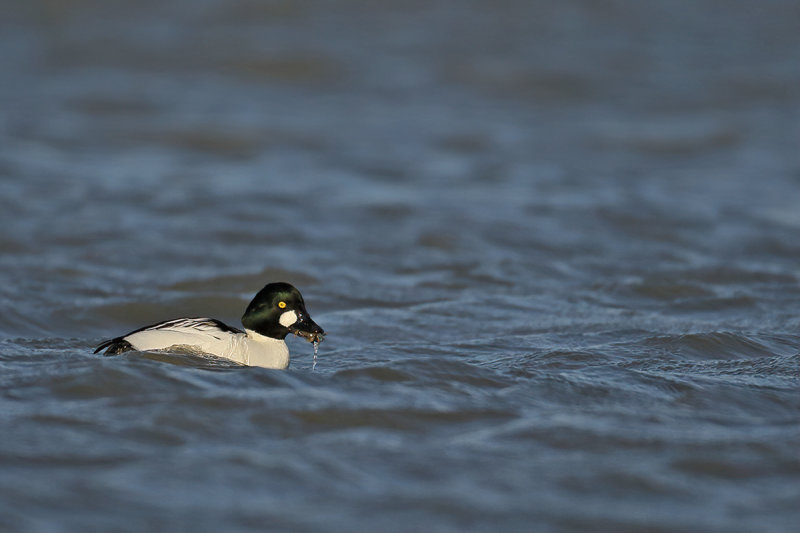 Common Goldeneye (Bucephala clangula)