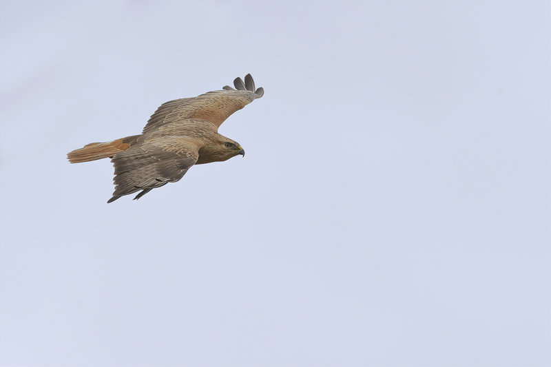 Long-legged Buzzard (Buteo rufinus)