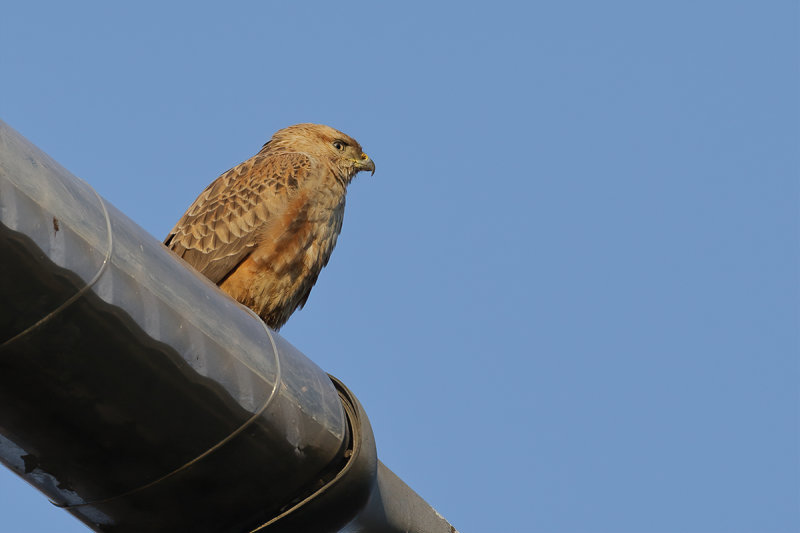 Long-legged Buzzard (Buteo rufinus)