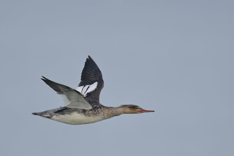 Red-breasted Merganser (Mergus serrator)