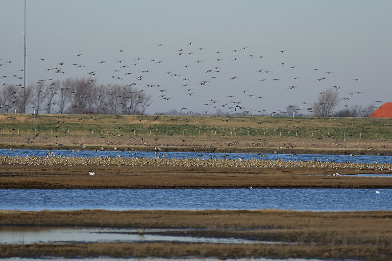 Eurasian Golden Plover (Pluvialis apricaria)