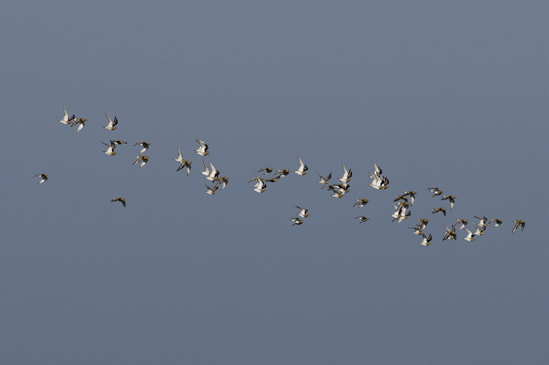 Eurasian Golden Plover (Pluvialis apricaria)