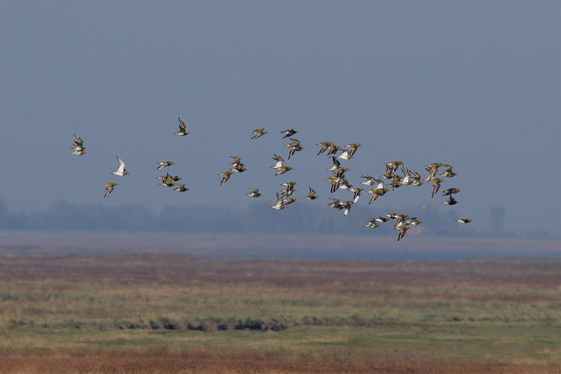 Eurasian Golden Plover (Pluvialis apricaria)