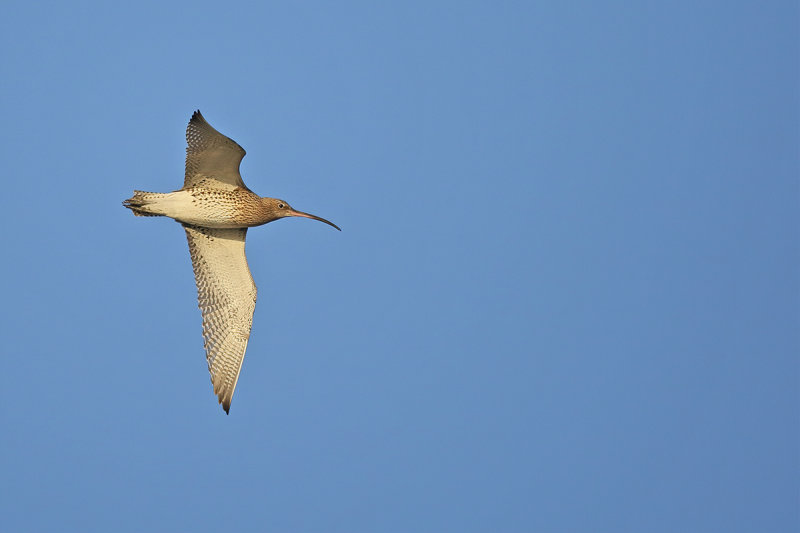 Curlew (Numenius arquata)