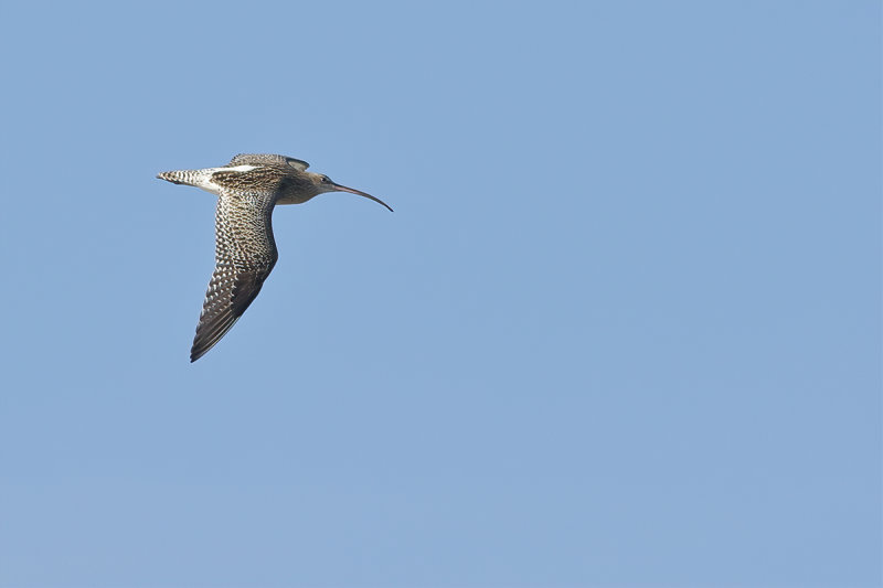 Curlew (Numenius arquata)
