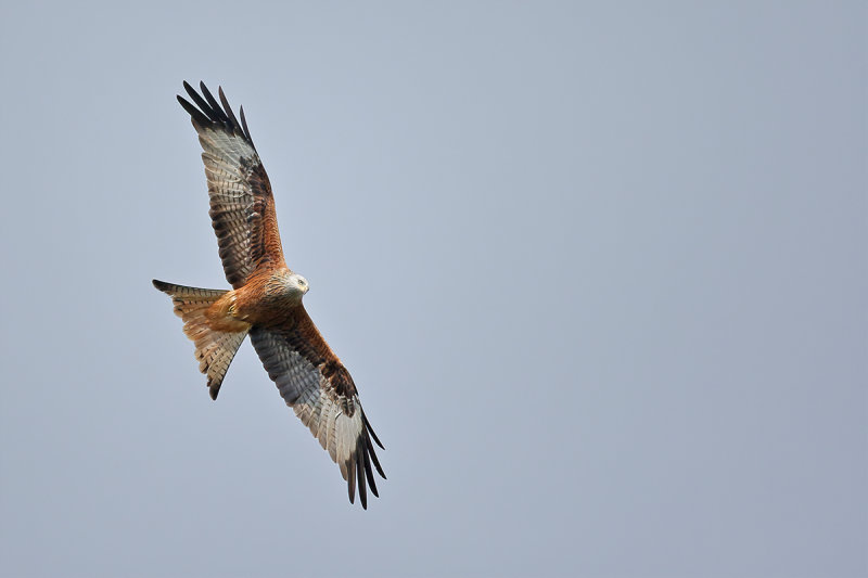 Red Kite- Milvus milvus