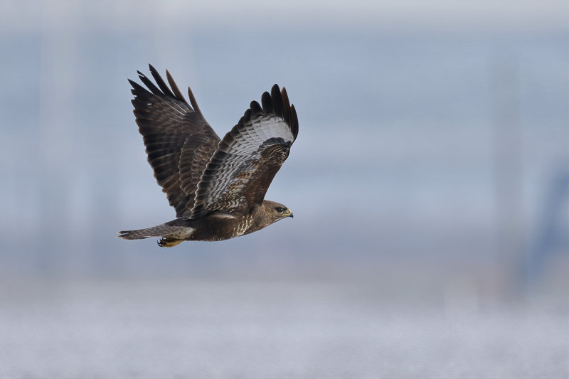 Common Buzzard (Buteo buteo) 