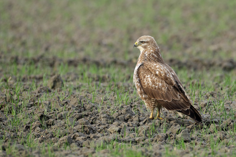 Common Buzzard (Buteo buteo) 