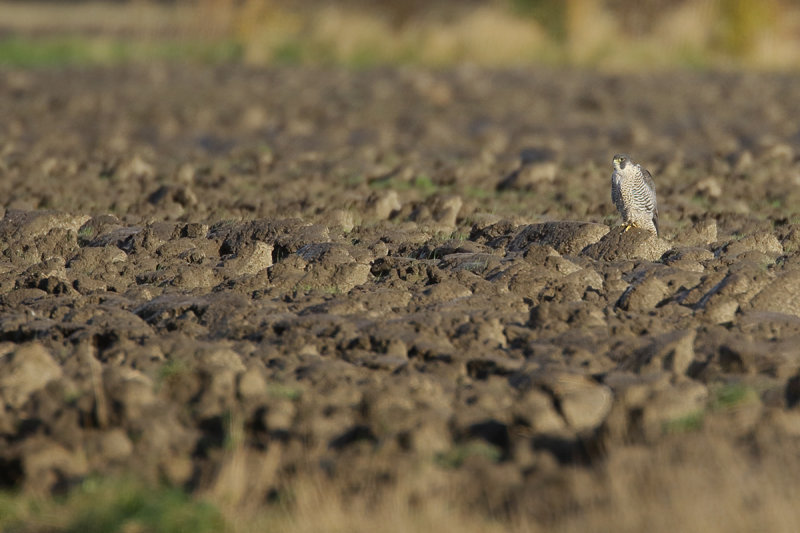 Peregrine Falcon (Falco peregrinus)