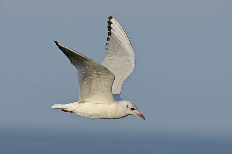 Black-headed Gull (Chroicocephalus ridibundus)