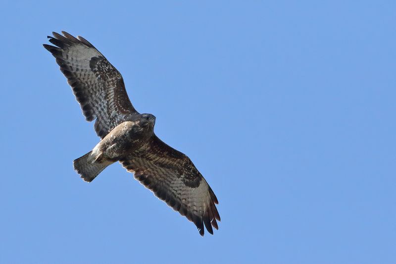Common Buzzard (Buteo buteo) 
