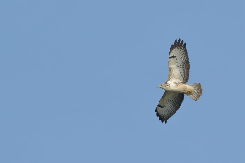 Common Buzzard (Buteo buteo) 