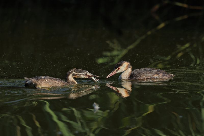 Great Crested Grebe (Podiceps cristatus)