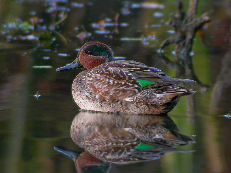 Common Teal (Anas crecca) 