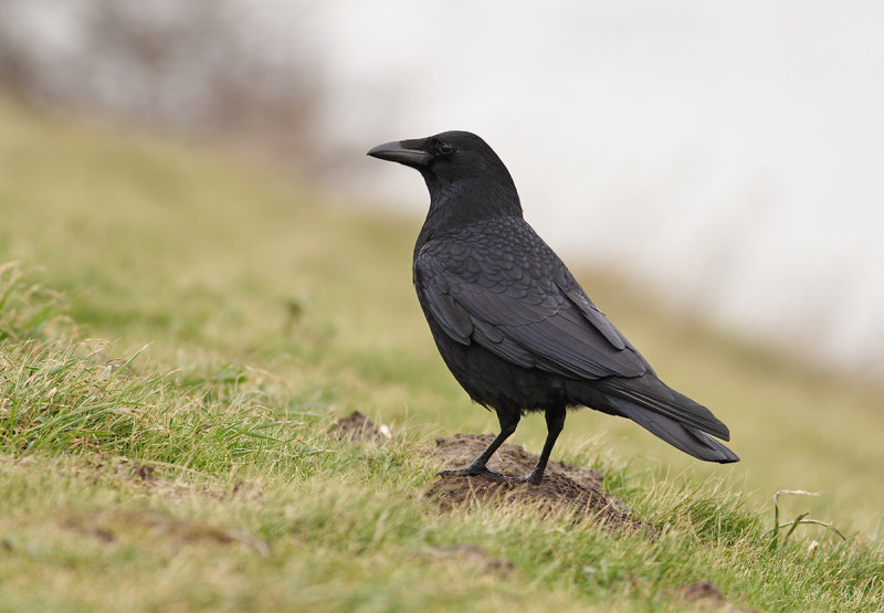 Carrion crow (Corvus corone) 