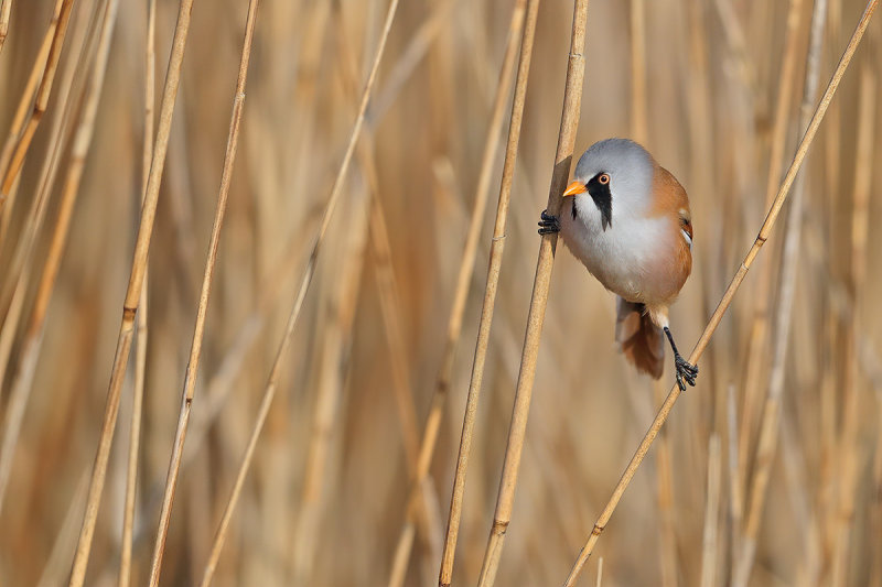 Bearded Reedling (Panurus biarmicus)