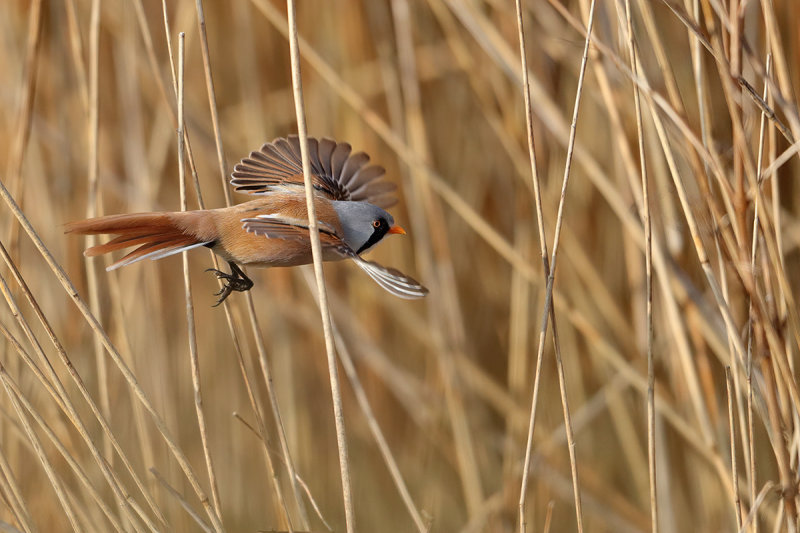 Bearded Reedling (Panurus biarmicus)