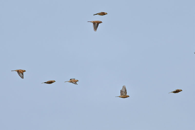 Linnet (Carduelis cannabina)