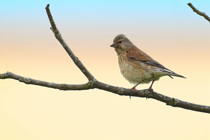 Linnet (Carduelis cannabina)