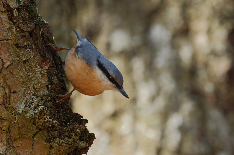 Eurasian Nuthatch (Sitta europaea)