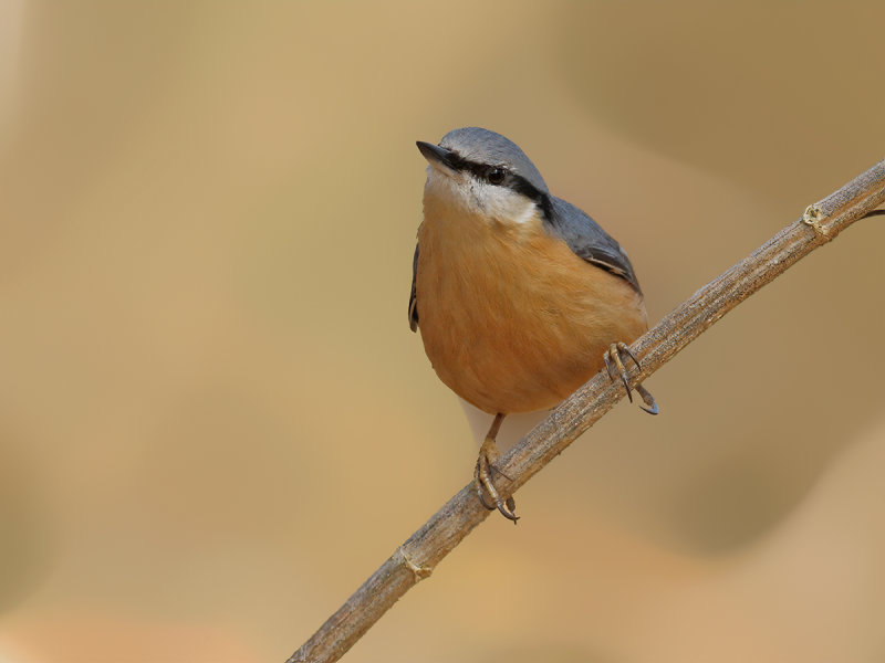 Eurasian Nuthatch (Sitta europaea)