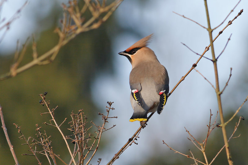 Bohemian Waxwing (Bombycilla garrulus)