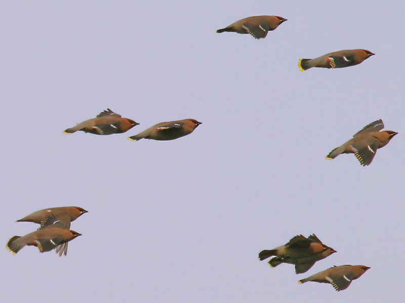 Bohemian Waxwing (Bombycilla garrulus)