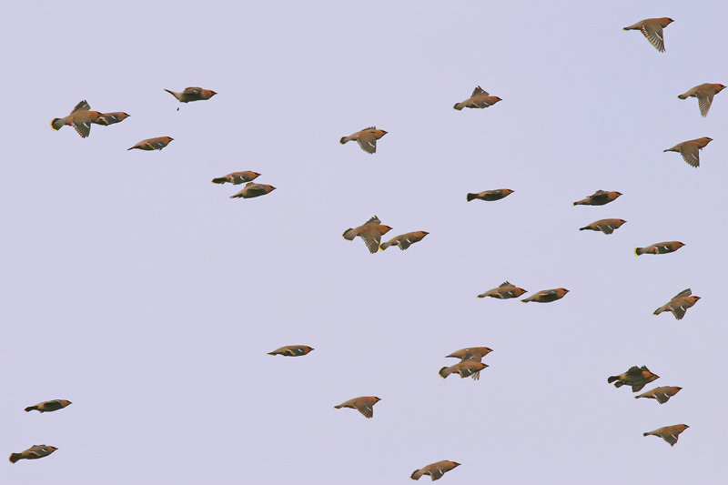 Bohemian Waxwing (Bombycilla garrulus)
