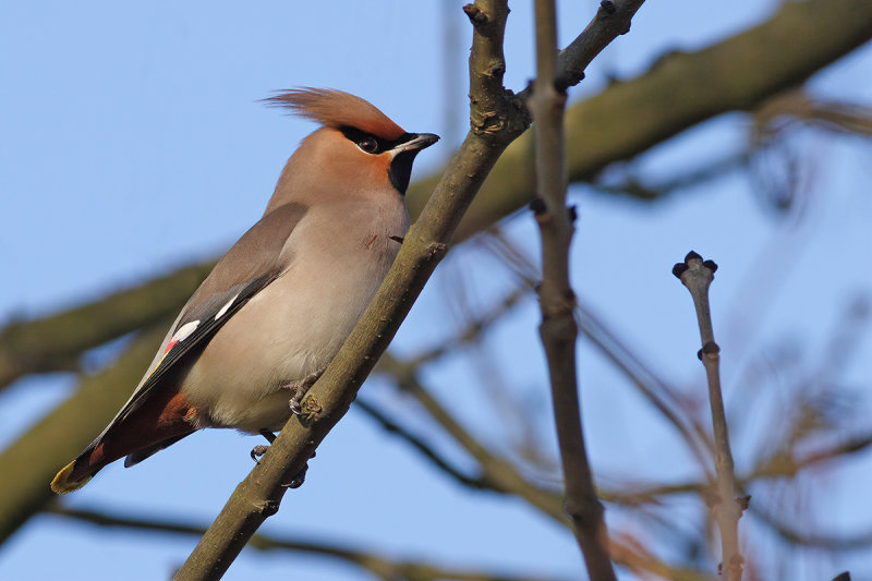 Bohemian Waxwing (Bombycilla garrulus)