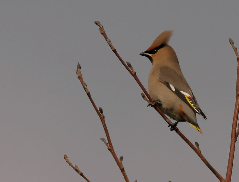 Bohemian Waxwing (Bombycilla garrulus)