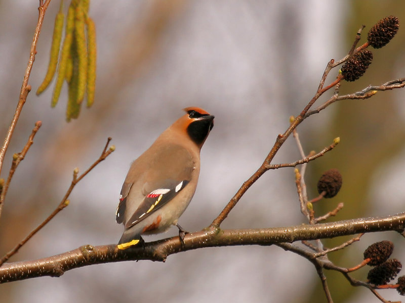 Bohemian Waxwing (Bombycilla garrulus)