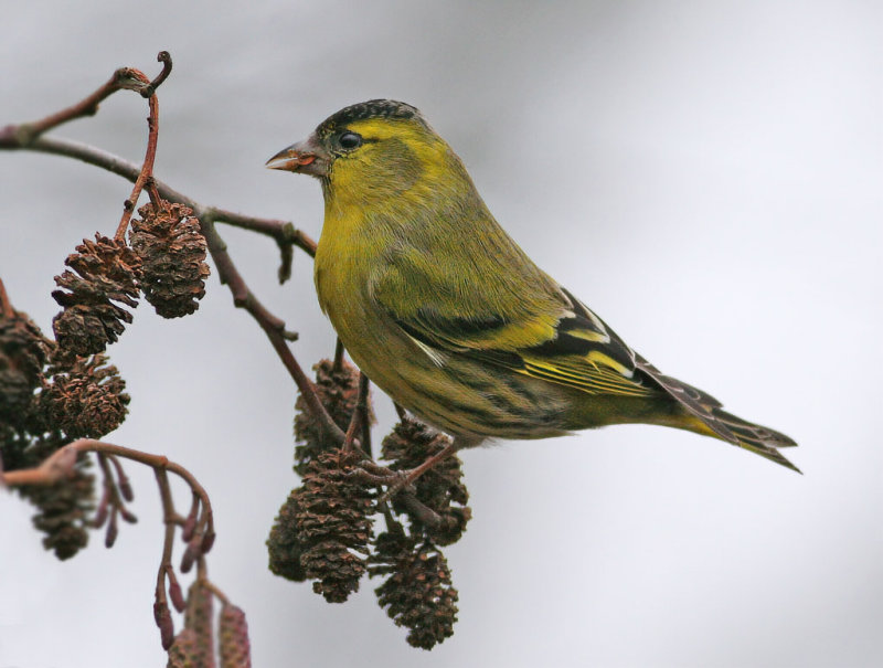 Eurasian Siskin (Carduelis spinus) 