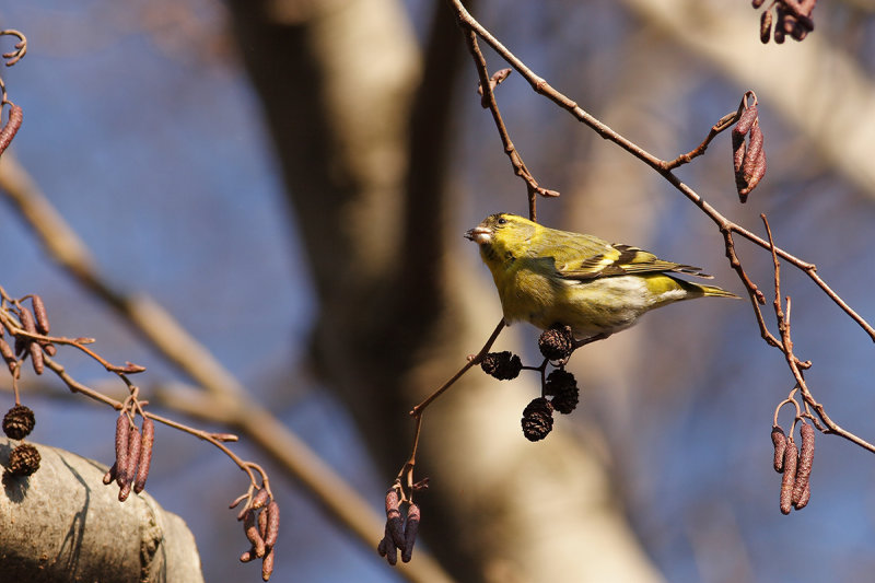 Eurasian Siskin (Carduelis spinus) 