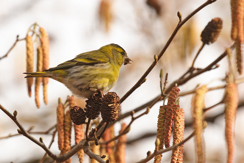 Eurasian Siskin (Carduelis spinus) 