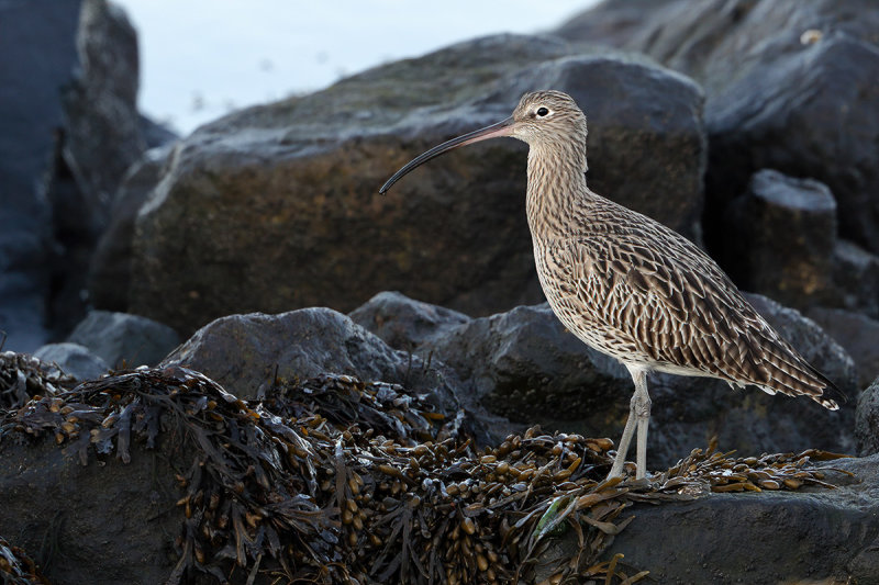 Curlew (Numenius arquata)