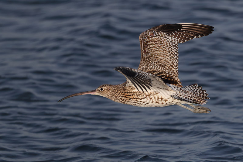Curlew (Numenius arquata)