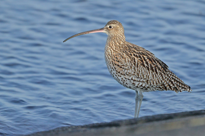 Curlew (Numenius arquata)
