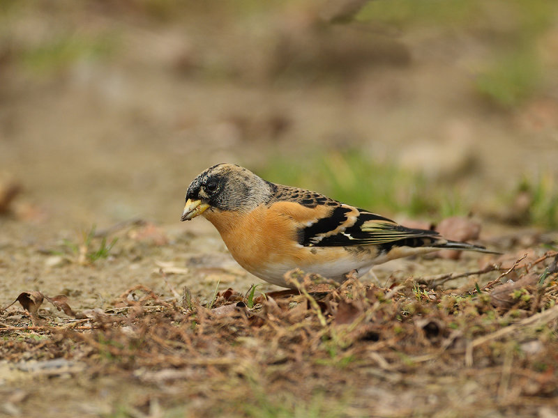 Brambling (Fringilla montifringilla) 