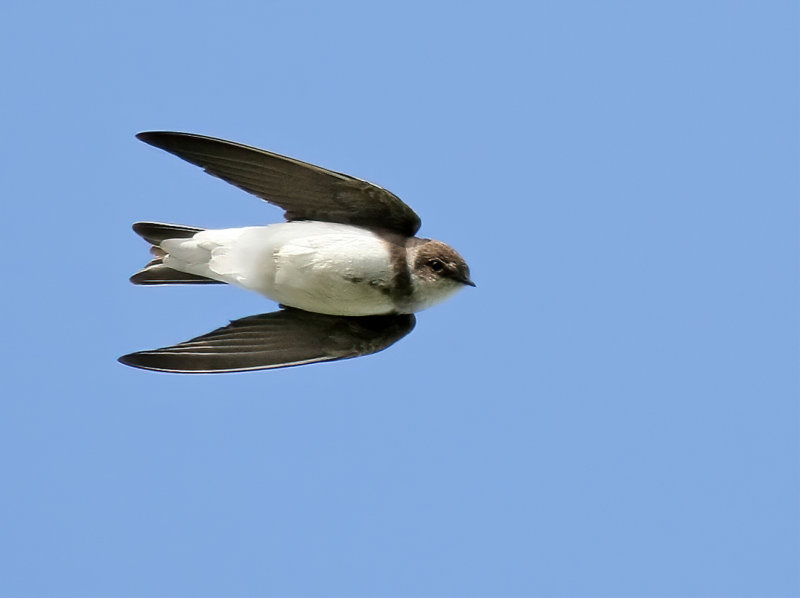 Sand Martin (Riparia riparia)
